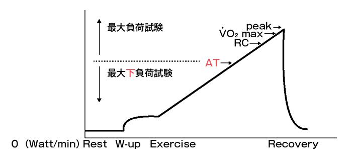 図3 ランプ負荷試験中の呼吸循環指標の変化