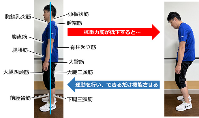図1 主な抗重力筋と姿勢