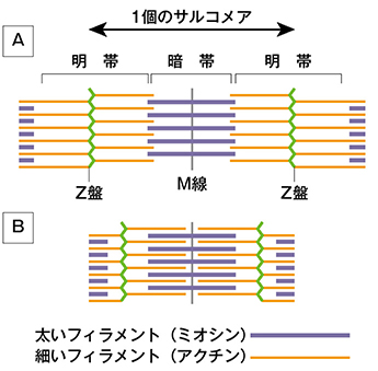 図1 サルコメアの収縮の模式図