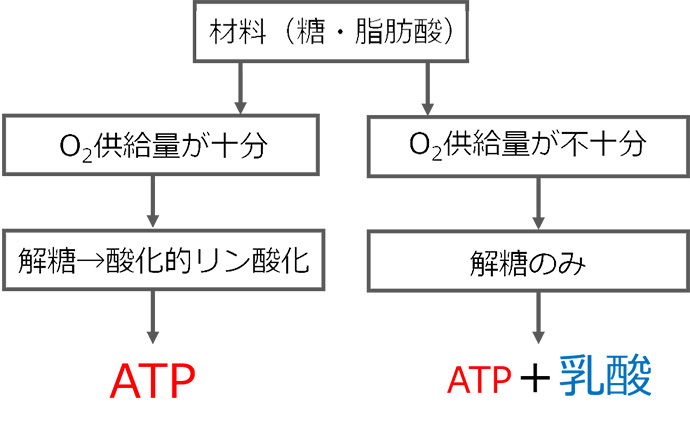 図2 酸素供給の多寡による代謝産物の違い