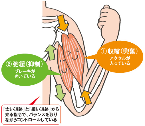 図2　筋肉の収縮と弛緩（イメージ）