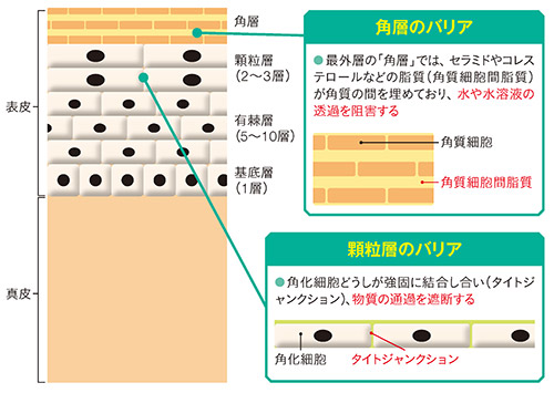 図2　皮膚の構造とバリア機能（イメージ）