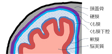 脳を包む膜