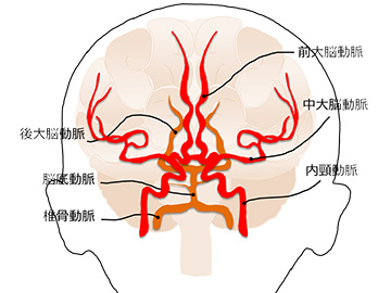 代表的な脳の動脈 