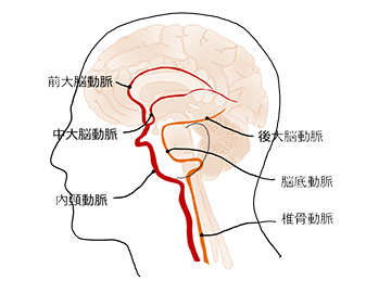 代表的な脳の動脈 