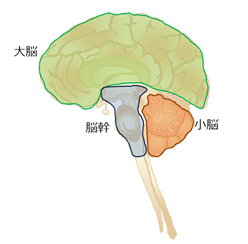 脳の解剖