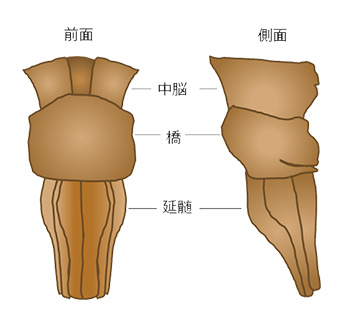 脳幹の構造