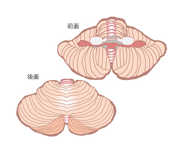 小脳の構造