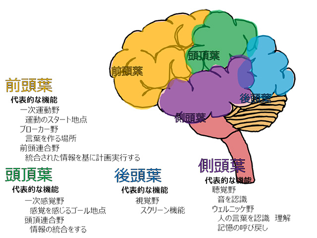 大脳の主な機能