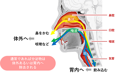図1　正常な分泌物の流れ