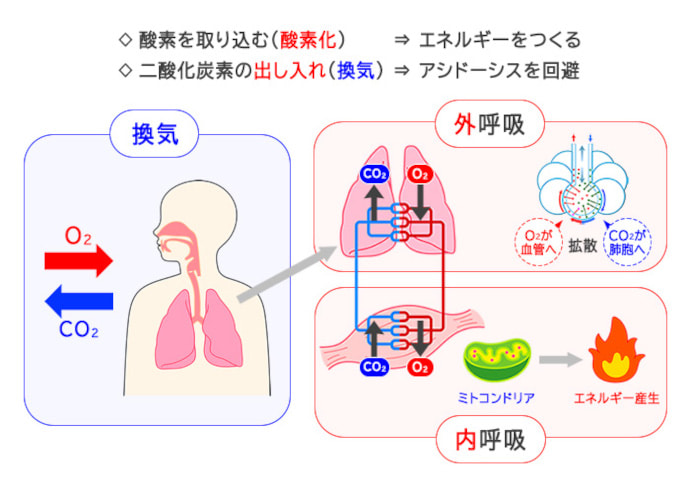 図1　呼吸のしくみ