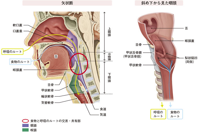 図1　摂食嚥下にかかわる解剖