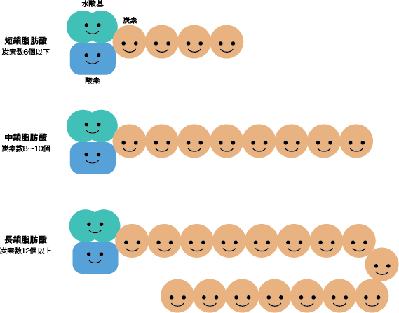 図4　脂肪酸の分類の参照画像