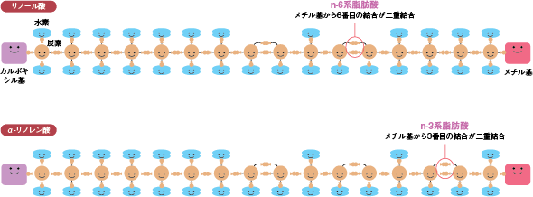 図5　リノール酸とα-リノレン酸の参照画像