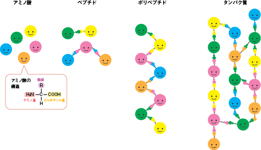 図6　アミノ酸とタンパク質の構造（イメージ）の参照画像