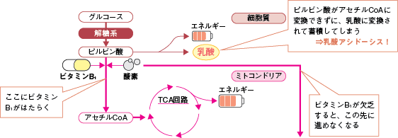 図7　ビタミンB1欠乏による影響の参照画像