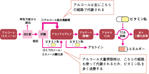 図8　アルコールの代謝経路の参照画像