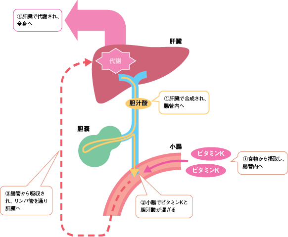 1 栄養素の基礎知識 Part1 栄養の基礎 ナースが知っておきたい 栄養の基本と栄養サポートの進め方 アルメディアweb