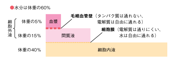 図12　体液の分布の参照画像