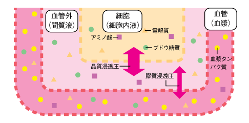 図13 晶質浸透圧と膠質浸透圧の作用点の参照画像
