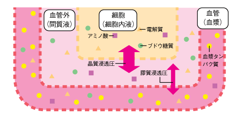 図13　晶質浸透圧と膠質浸透圧の作用点の参照画像