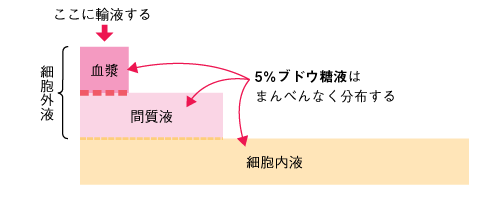図14 輸液の分布 ■5%ブドウ糖液の分布の参照画像