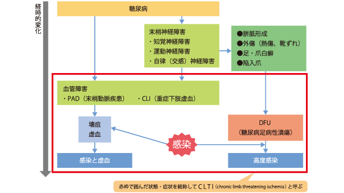 糖尿病性足病変の発生機序 原因 病態 糖尿病性足病変に対する治療 フットケア アルメディアweb