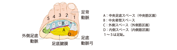 図13 足部の筋区画