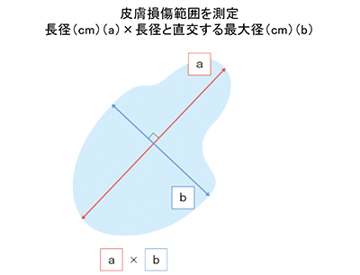 図３ 大きさの採点方法