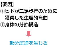 図１ 身体の構造と体圧と褥瘡の関係