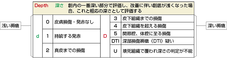 図１　DESIGN-R®2020の「深さ」の項目に見る「浅い褥瘡」「深い褥瘡」