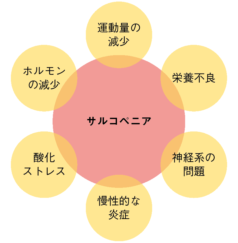 図１ サルコペニアの原因