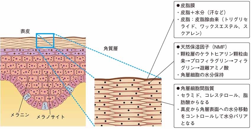 生理 的 機能 と は