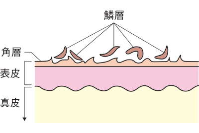 らく せつ 皮膚