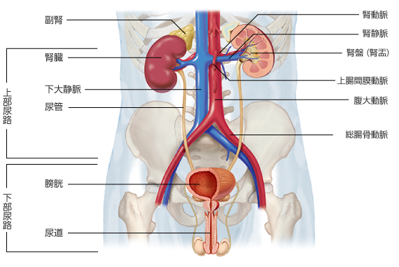 泌尿器のしくみ