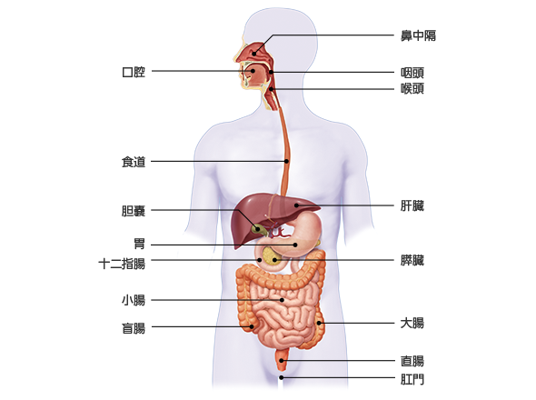図1　消化器の構造