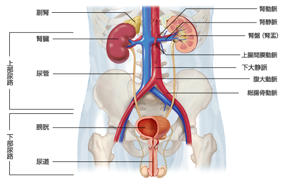 図3　泌尿器の構造