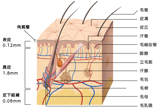 図1 皮膚の構造