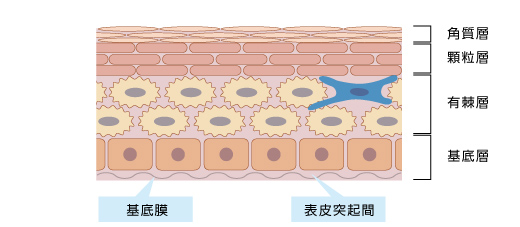 図2　表皮の構造