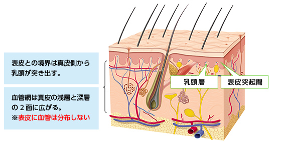 図3　真皮の構造