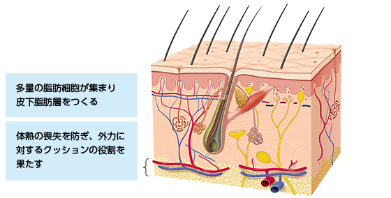 図4　皮下組織の構造