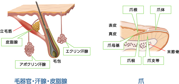 図5　皮膚附属器