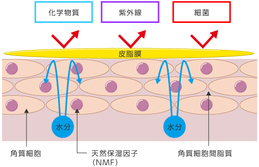 図６　皮膚のバリア機能