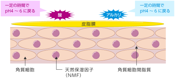 図７　静菌・緩衝作用