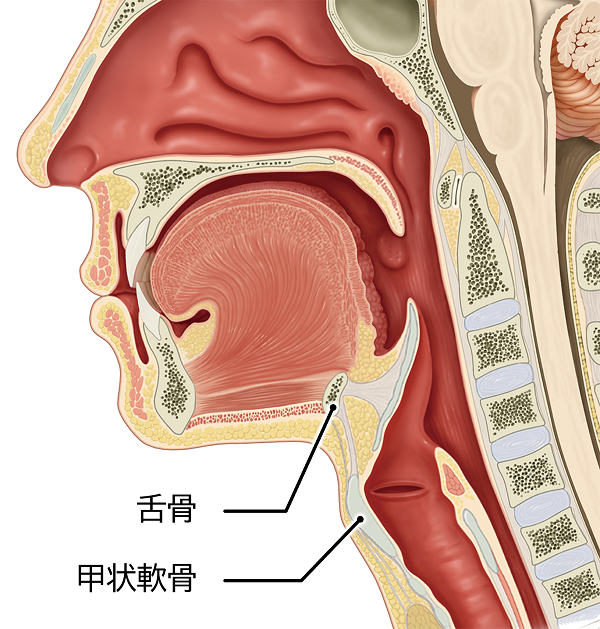 舌骨,甲状軟骨
